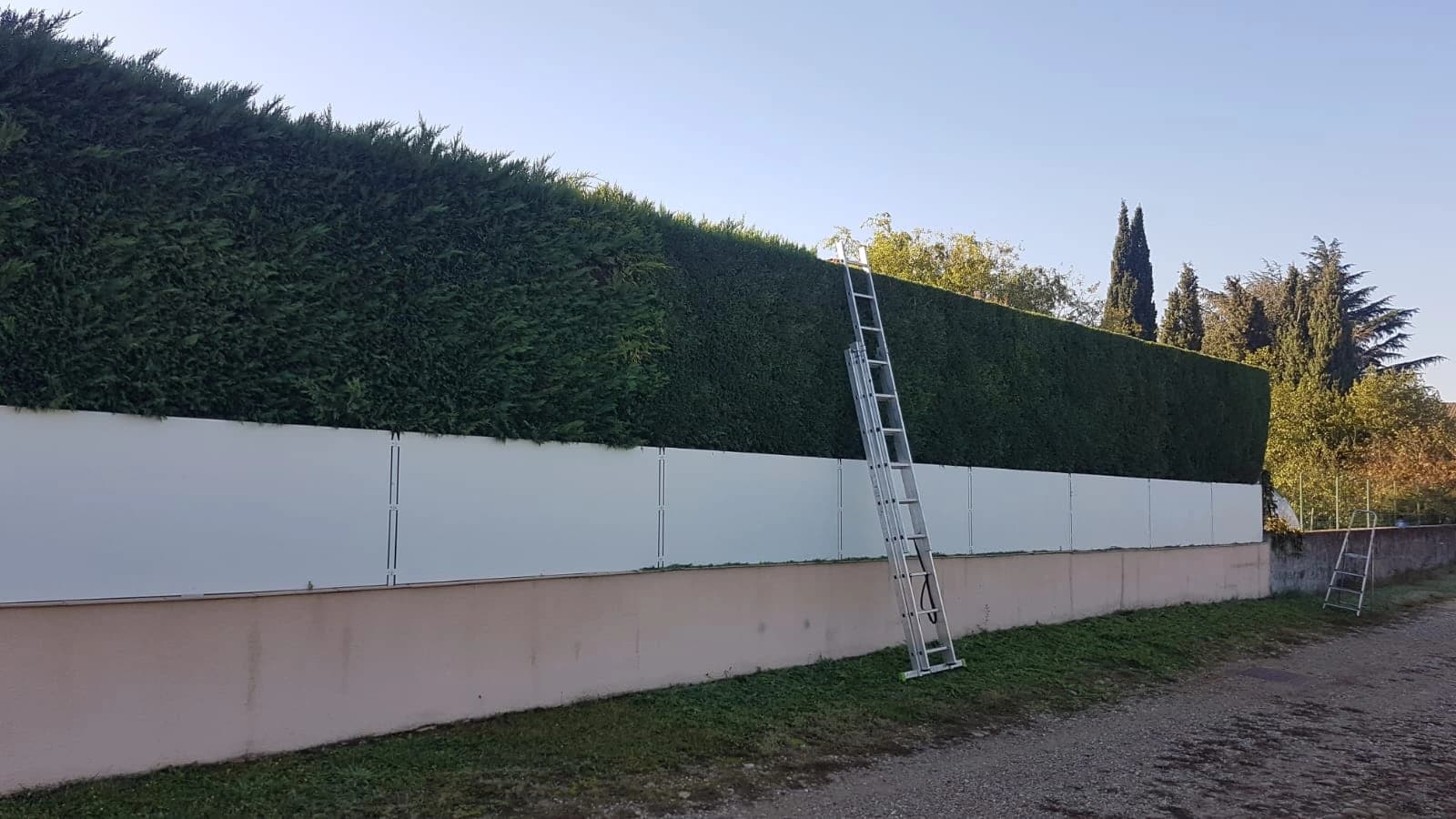 Haie de thuyas taillée le long d'un mur