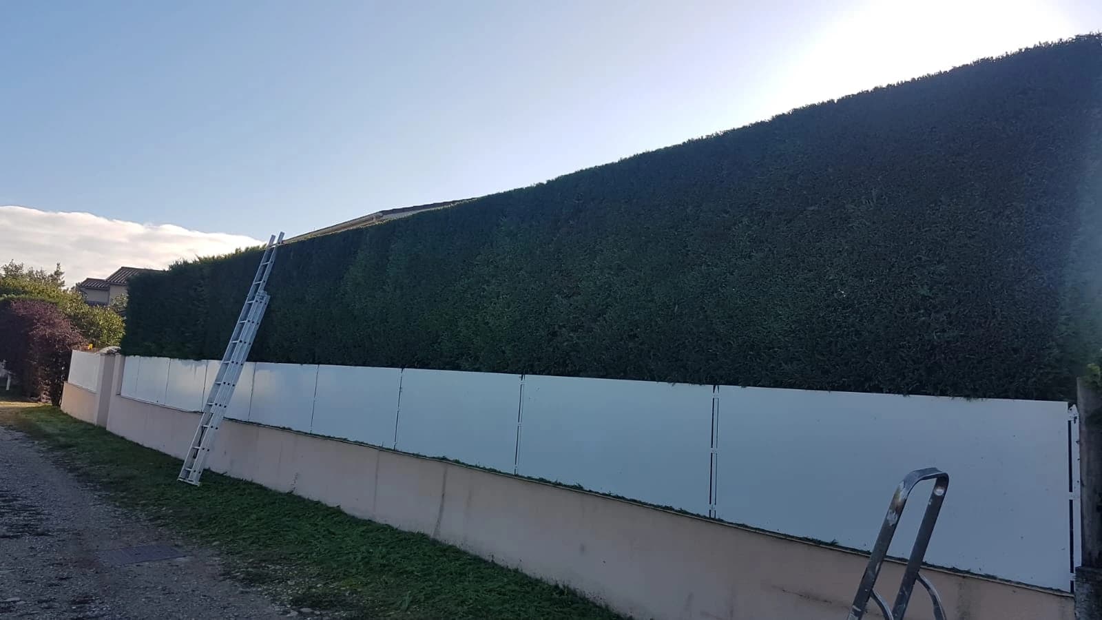 Haie de thuyas taillée et alignée le long d'une clôture