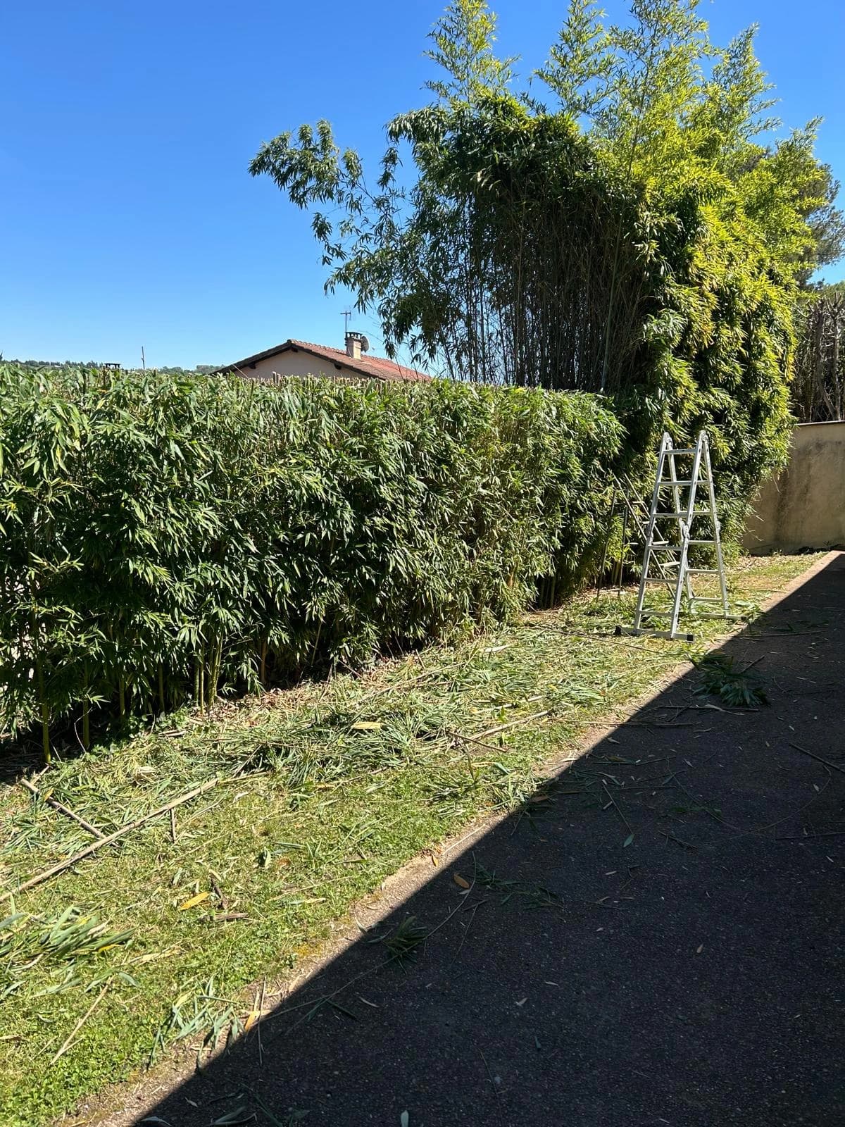 Haie taillée en pente le long d'un mur de propriété