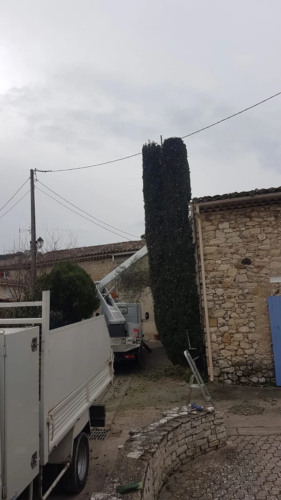 Haie de bambous taillée le long d'une allée