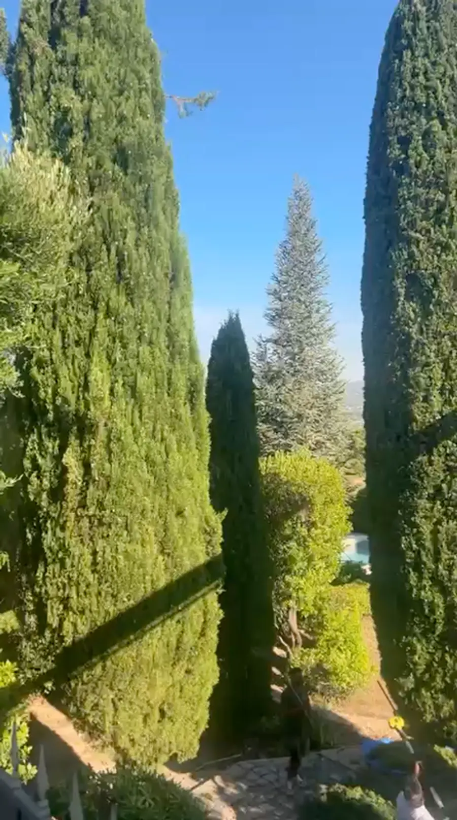 Vidéo d'une intervention de taille sur un grand cyprès